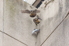 Drop the Pigeon. Photo by Craig Denford.