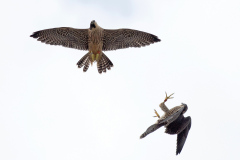 Flight School 1. Photo by James Sellen.