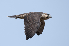 Close Juvenile Fly-by. Photo by James Sellen.