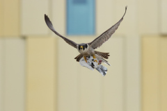 Falcon Returning with Lunch. Photo by Craig Denford.