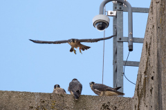 Four Juveniles with the Overhead Cam in the Background. Photo by James Sellen.