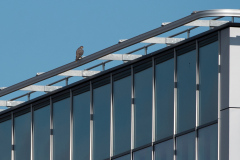 Peregrine Perched on Nearby Building. Photo by James Sellen.