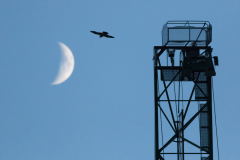 The Peregrine and the Moon. Photo by Craig Denford.