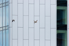 The Chase. Photo by Craig Denford.