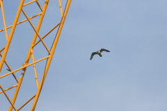 Peregrine Flying by Yellow Crane. Photo by Craig Denford.