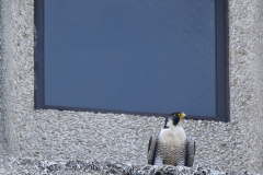 Adult Falcon on Export House ledge. Photo by James Sellen.