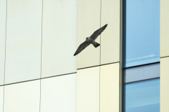 Juvenile flying past the new hotel. Photo by James Sellen.