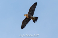 Juvenile in Flight. Photo courtesy of Jonathan Mullin.