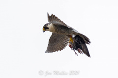 The Falcon with prey. Photo courtesy of Jonathan Mullin.