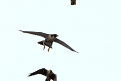 Three in a row. Photo by James Sellen.