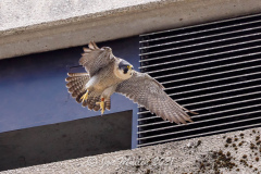 Falcon Leaving the Nestbox. Photo courtesy of Jonathan Mullin.