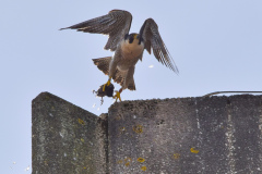 Falcon with Moorhen. Photo courtesy of  Alex Wright.