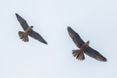 Juvenile Size Comparison  - male on the left. Photo by Craig Denford