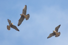 Three Juveniles. Photo by Craig Denford