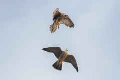 'High Jinks'. Photo by Craig Denford