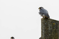 A fledging romance. Photo courtesy of Jonathan Mullin.