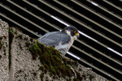 On the ledge. Photo courtesy of Jonathan Mullin.
