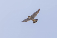 Tiercel in flight. Photo courtesy of Jonathan Mullin.