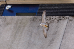 Falcon in flight II. Photo courtesy of Jonathan Mullin.