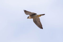 Falcon in flight. Photo courtesy of Jonathan Mullin.