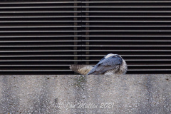 Preening. Photo courtesy of Jonathan Mullin.