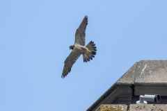 Watching Me, Watching You. Photo by Craig Denford