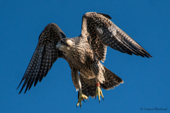 Juvenile in flight.  Photo courtesy of Conor Macleod.