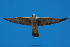 Juvenile in flight.  Photo courtesy of Conor Macleod.