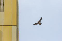 Coming in to Land. Photo by Craig Denford.