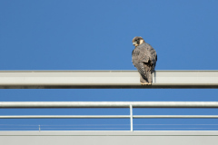 New Perch. Photo by Craig Denford.
