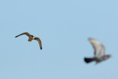 Catch the Pigeon. Photo by Craig Denford.