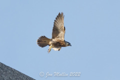 In flight. Photo courtesy of Jonathan Mullin.