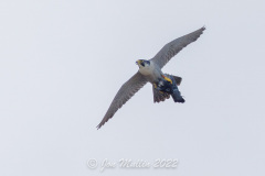 Falcon with Food. Photo courtesy of Jonathan Mullin.