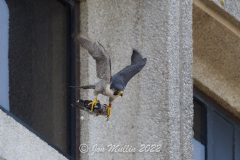 Falcon with Food. Photo courtesy of Jonathan Mullin.