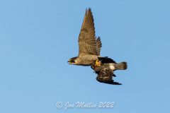 Falcon with Food. Photo courtesy of Jonathan Mullin.