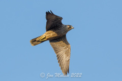 In flight. Photo courtesy of Jonathan Mullin.