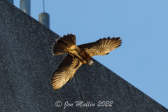 In flight. Photo courtesy of Jonathan Mullin.