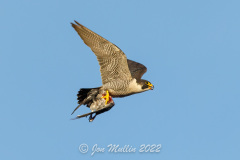 Falcon with Food. Photo courtesy of Jonathan Mullin.