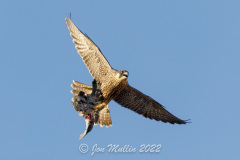 Falcon with Food. Photo courtesy of Jonathan Mullin.