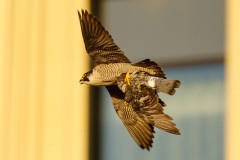 Evening flight. Photo courtesy of Jonathan Mullin.