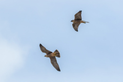 Two Juveniles. Photo by Craig Denford.