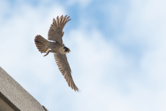 Adult Falcon. Photo by Craig Denford.