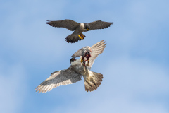 Food Pass III. Photo by Craig Denford.