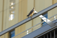 Juvenile Falcon on new car park. Photo by Craig Denford.