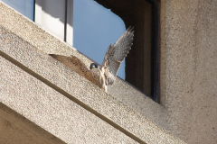 Juvenile on Export House. Photo by Craig Denford.
