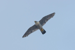 Adult Tiercel. Photo by Craig Denford.
