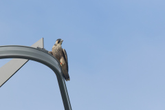 Juvenile Falcon on new car park. Photo by Craig Denford.