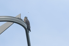 The Peregrine and the Bee. Photo by Craig Denford.