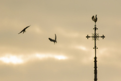 Two Juveniles on morning exercises. Photo by Craig Denford.