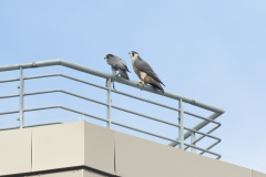 Adult Tiercel and Juvenile Falcon. Photo by Craig Denford.